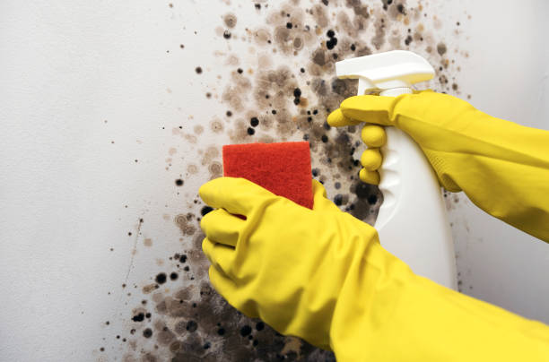 Best Bathroom Mold Remediation in Norris, TN