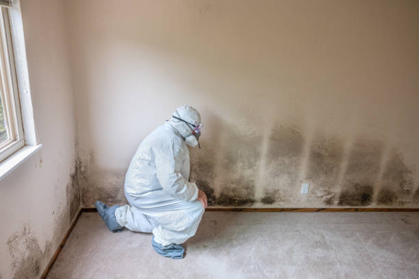 Best Residential Mold Remediation in Norris, TN