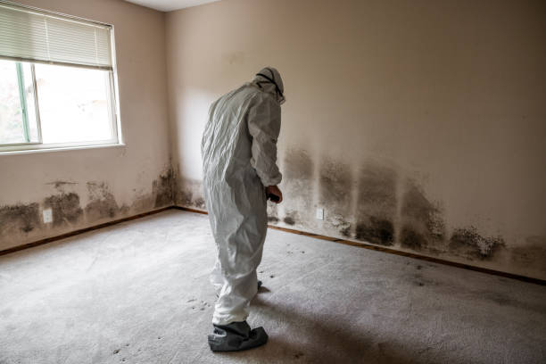 Best Mold Remediation for Specific Building Types in Norris, TN