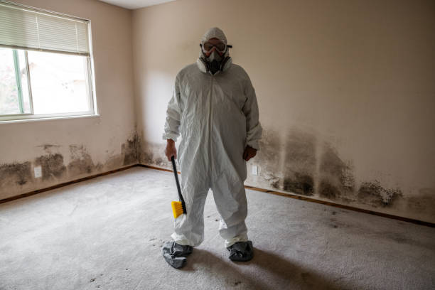 Best Basement Mold Remediation in Norris, TN